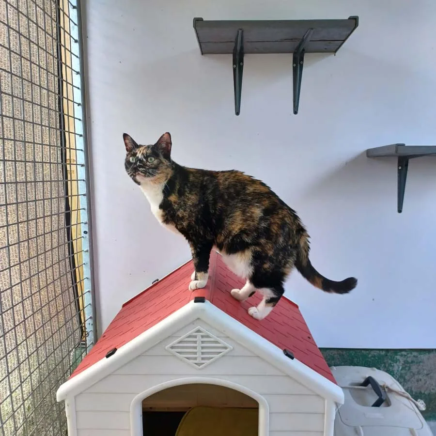chat-1