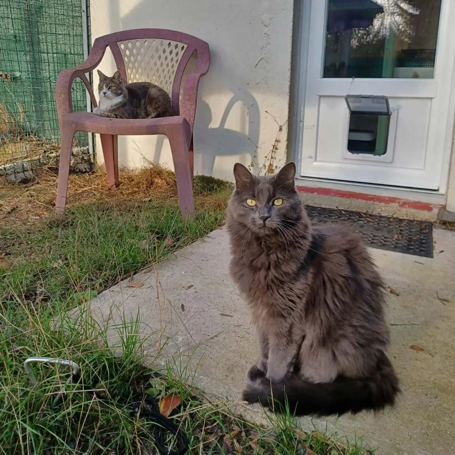 chat-2