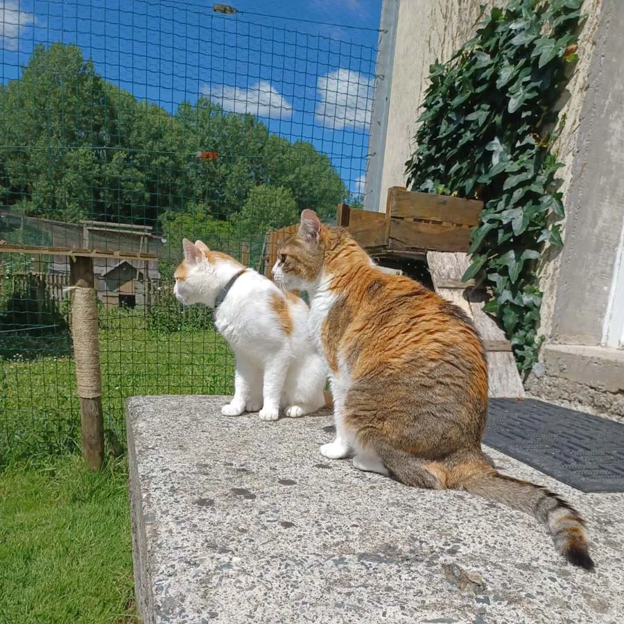 chat-4