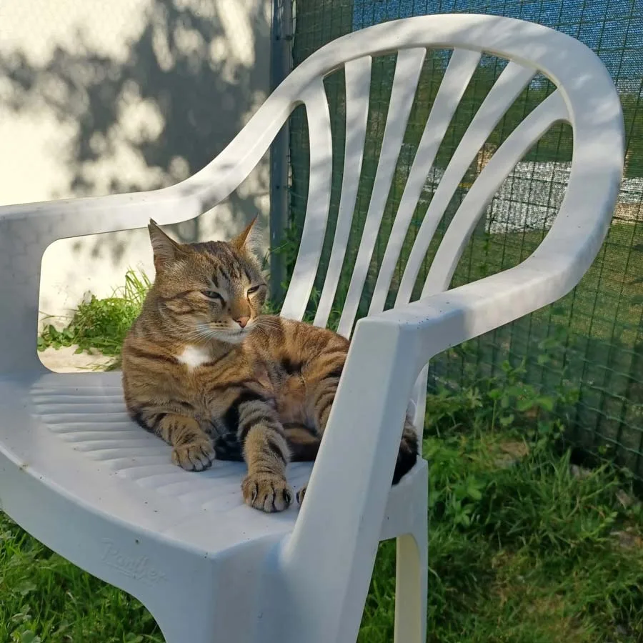 chat-6