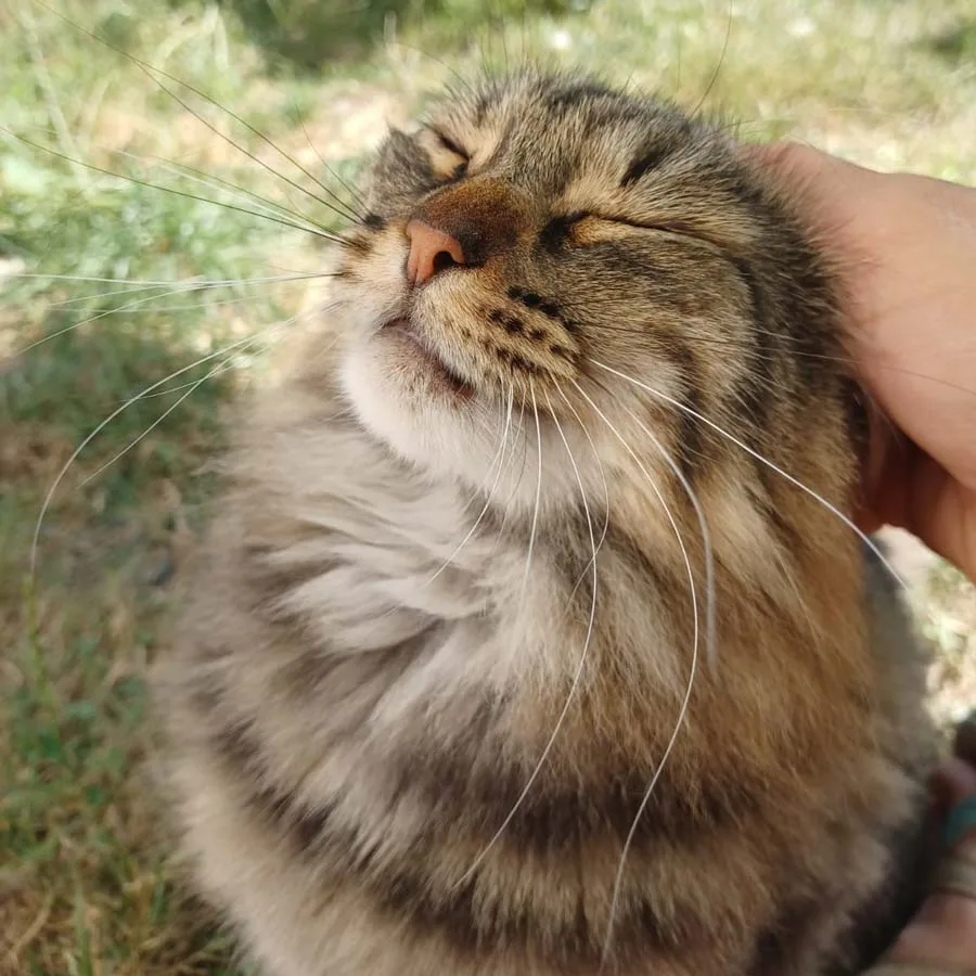 chat-7